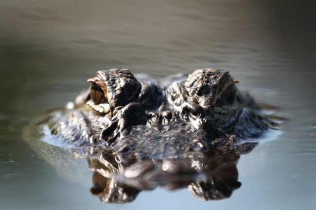Two duck hunters in Florida had to patiently wait their turn after spotting a massive alligator snatch their quarry in a swamp last week.