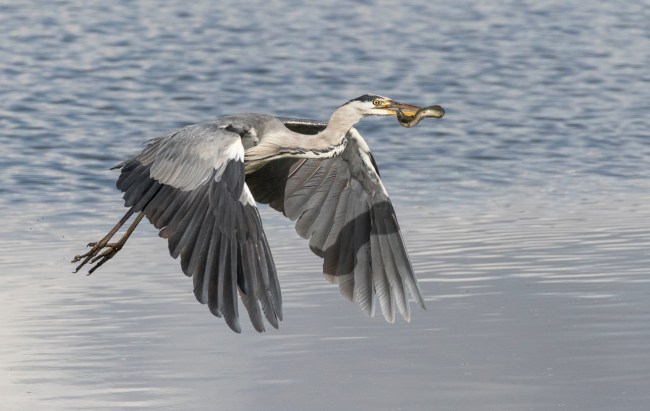 Snake eel bursts out of stomach of heron in crazy nature photos. 