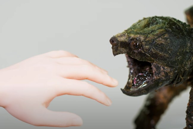 alligator snapping turtle bites hand