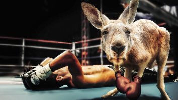 Kangaroo Got A Jump On Boxing Day And Coldcocked This Aussie Bro In The Face On Christmas