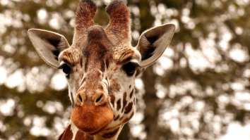 Here’s An Angry Giraffe Chasing Down Tourists In A Jeep Like The T-Rex In ‘Jurassic Park’