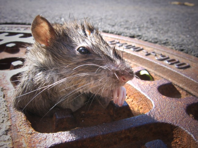 rats