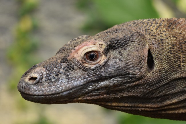 Komodo Dragon