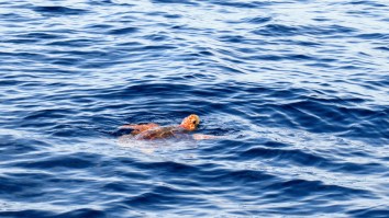 Ever Seen A Tiger Shark Attacking A Sea Turtle? You Have Now
