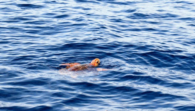 loggerhead sea turtle