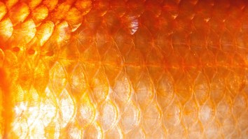 This Massive 9-Pound Goldfish Was Found In South Carolina So Maybe The Aliens Are Already Here