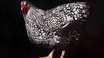 PETA Gets BOMBARDED Over Animal ‘Speciesist’ Words