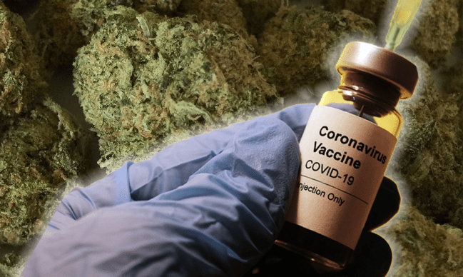 covid vaccine free marijuana washington dc