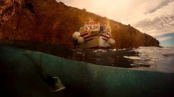 Free Diver Swims A World Record 660 Feet While Holding His Breath And Somehow His Lungs Don’t Explode