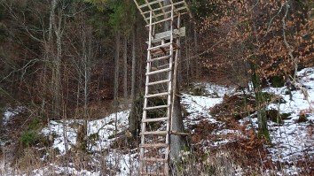 Wild Moment A Startled Black Bear Realizes It Climbed Into The Hunting Tree Stand With Two Guys In There