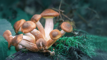 A Man Injected Magic Mushroom Tea Into His Veins Before Quickly Learning Why You Should Definitely Not Do That