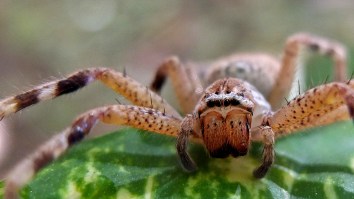 Family Finds Infestation Of Hundreds Of Spiders In Home, Surprisingly Do Not Burn It To The Ground