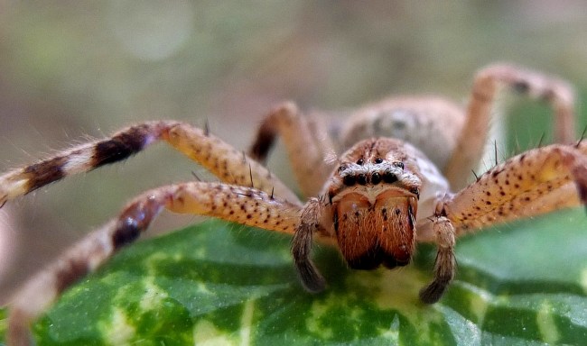 Aussie Family Finds Infestation Of Hundreds Of Spiders In Their Home
