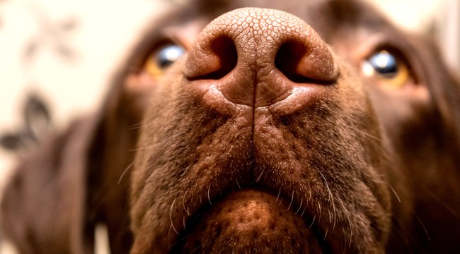 Doctor Explains Science Of Why Dogs Like To Sniff Peoples Crotches