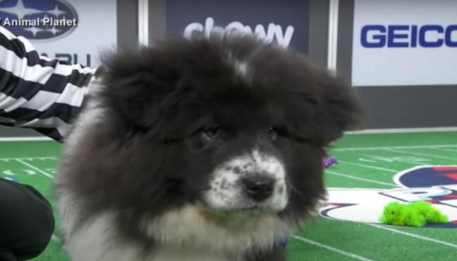 Pup Who Slept Through The Puppy Bowl Is The Internets New Hero