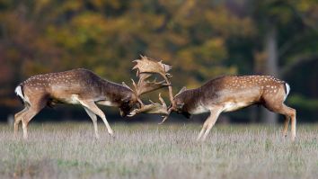 Here’s A Deer Walking Around With Another Deer’s Decapitated Head As A Trophy