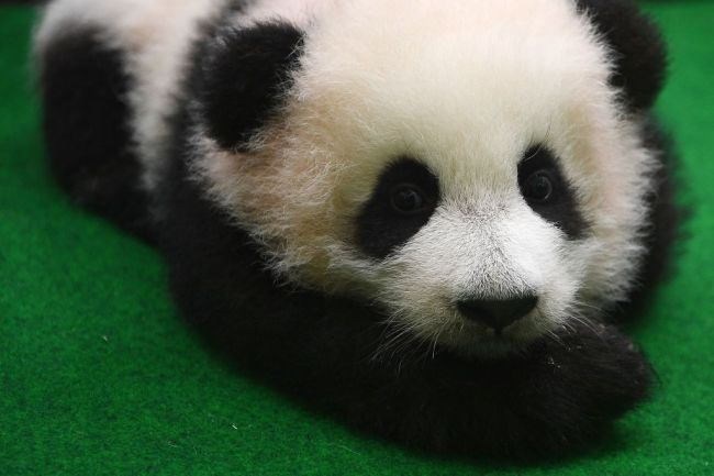 Giant Panda Cub
