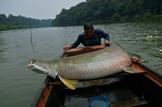 arapaima fish