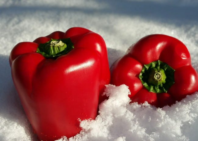 not safe to store food in snow