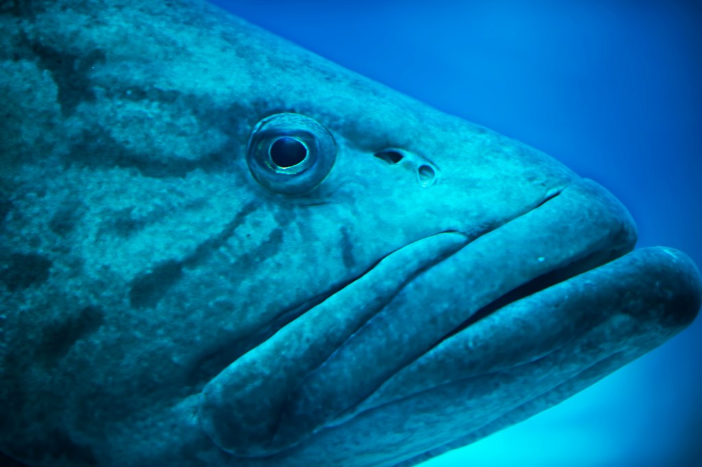 Grouper fishing close up