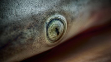 Bizarre Shark With A ‘Human Face’ Looks Like It’s Straight From The Depths Of Hell