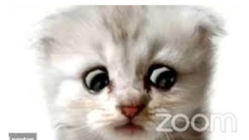 ‘Zoom Cat Lawyer’ Gets Milkshake Ducked And Canceled Less Than 24 Hours After Going Viral