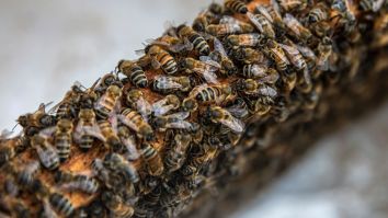 Viral TikTok Beekeeper Erika Thompson Saves Thousands Of Bees With Her Bare Hands, Is Much Braver Than Most