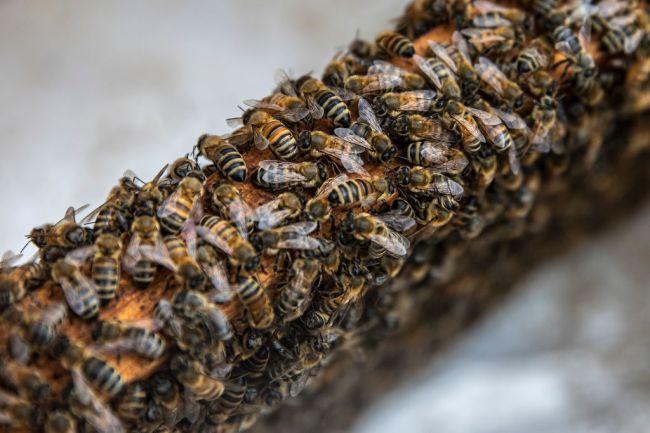 bees insects bumblebee