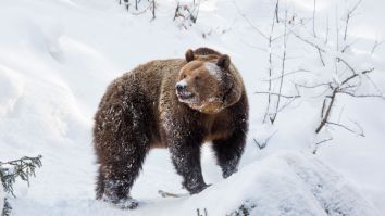 Russian Bear Chases Man Down Busy Street After Escaping From Car Wash, Sauna And Hotel