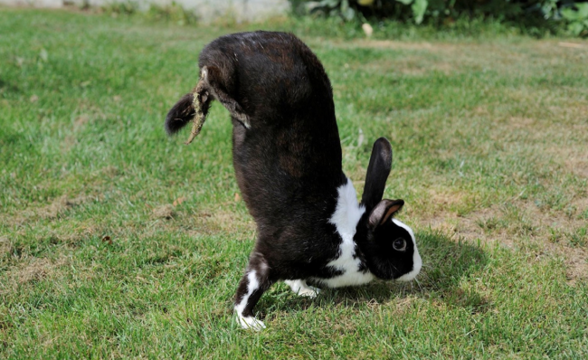 Scientists Figured Out Why Mutant Rabbits Walk Around Doing Handstands