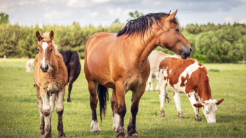 Do NOT Slaughter Horses Illegally In Front Of Richard Couto, Florida’s Horse Meat Vigilante