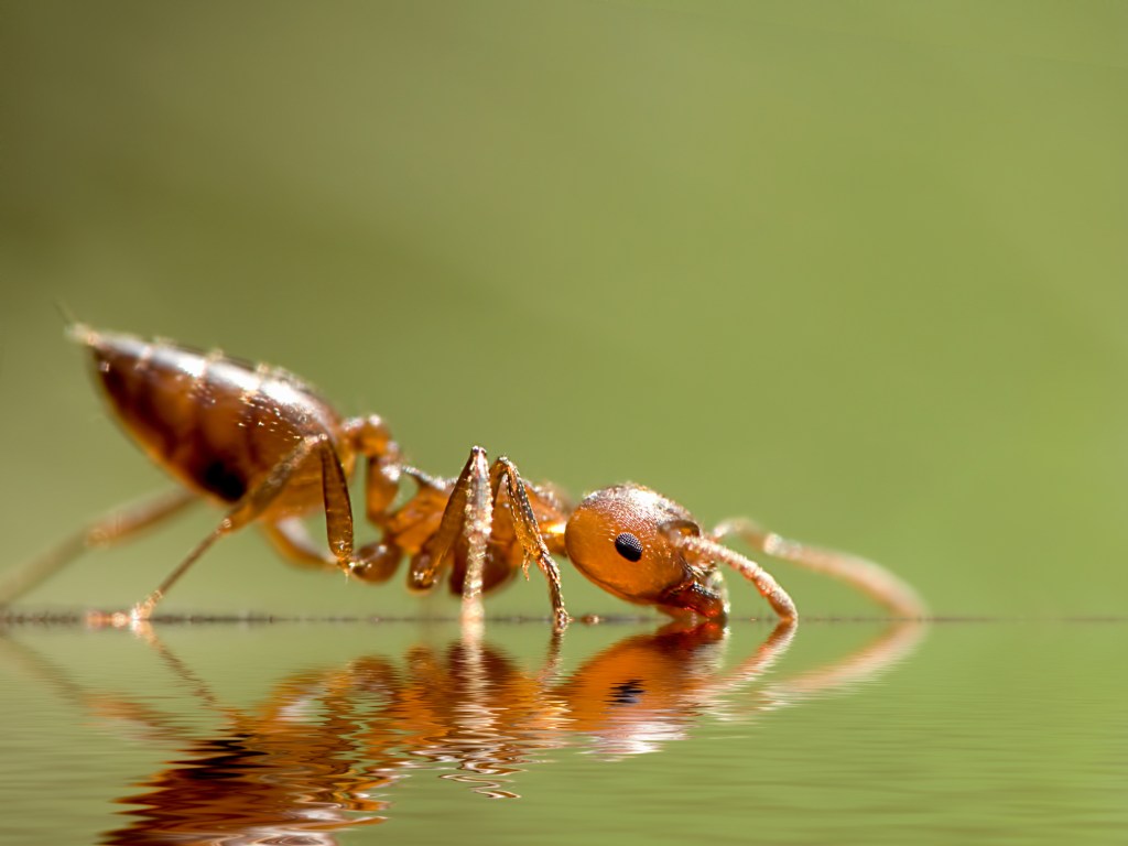 ant drinking water
