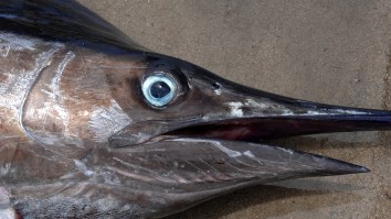 Hawaiian Angler Poses With Blue Marlin He Caught In A Tiny Kayak After Getting Dragged Around Five Miles Offshore In Epic Battle