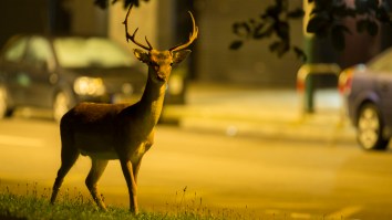 Look At These Deer Running Full Speed Into Some Guy’s House Like A Bunch Of Stupid Animals