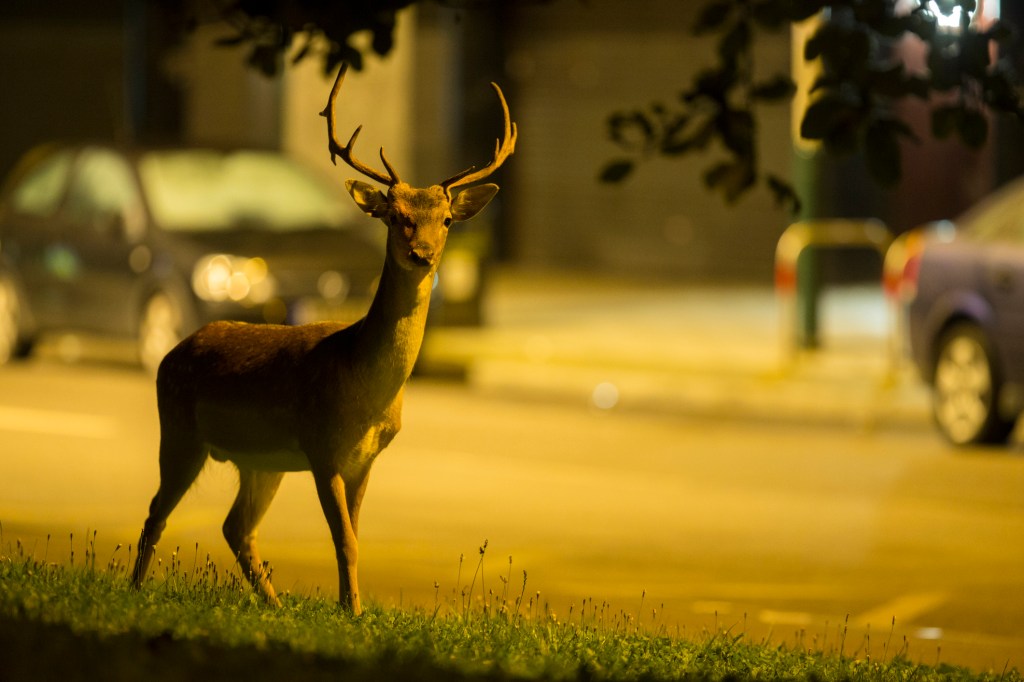 deer in city