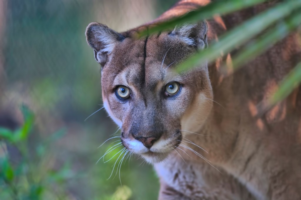 Florida Panter