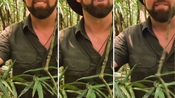 Wildlife Biologist Forrest Galante Just Blew My Mind With This TikTok Of A Leaf-Tailed Gekko