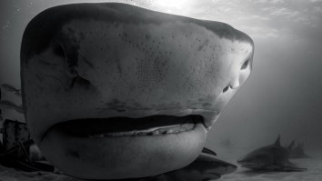 Aussie Fishermen Caught A Freakishly Large 870-Pound Tiger Shark That Barely Fit In The Boat