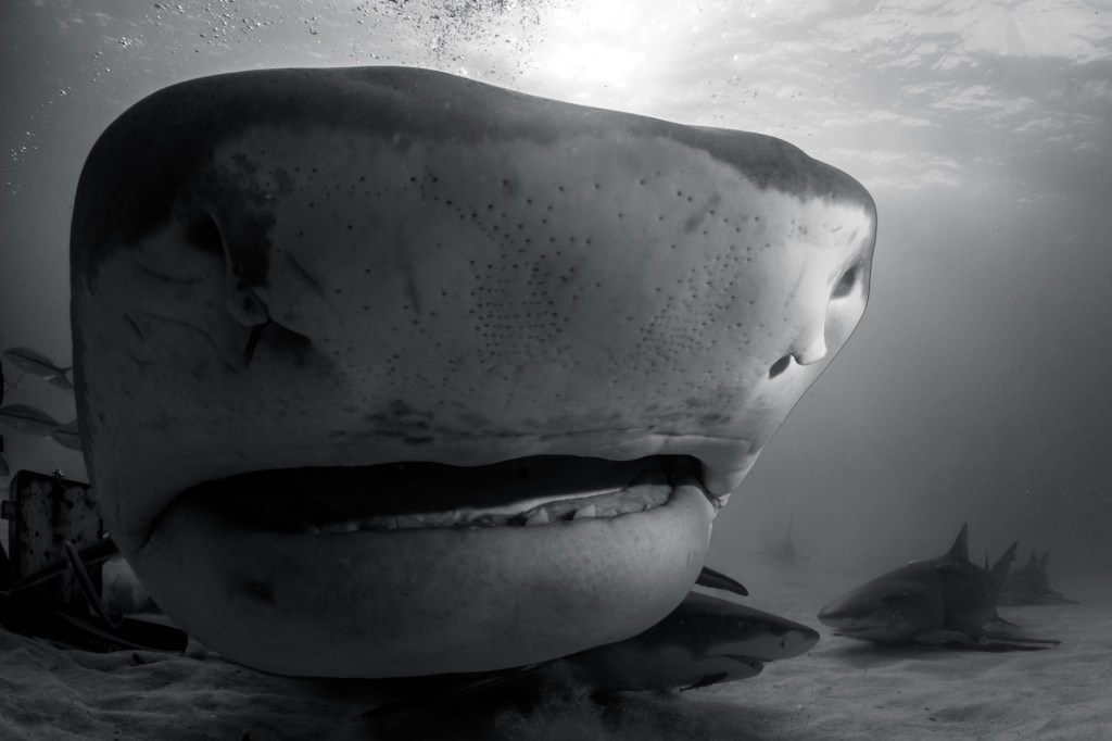 tiger shark