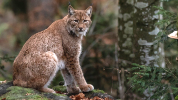 5-Year-Old With Ice Water In Her Veins Dominates Staring Contest With Bobcat In Her Backyard