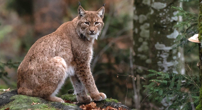 5-Year-Old Dominates Staring Contest With Bobcat In Her Backyard