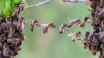 Man Goes In To Grocery Store For 10 Minutes, Comes Out To Find 15,000 Bees In His Car