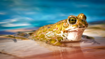 TikToker Thinks She Found A Frog In Her Cheesecake Factory Order, But It Might Actually Be Worse