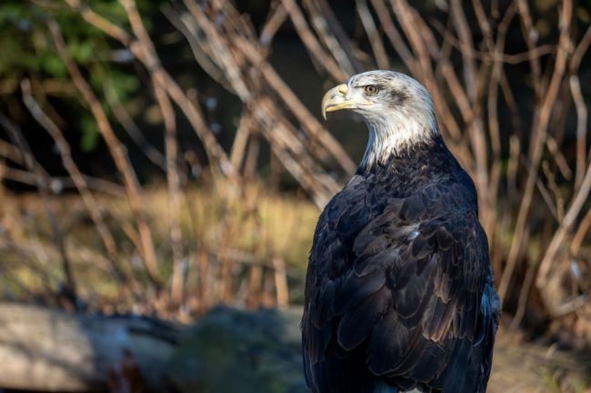 bald eagle hunts bird golf course