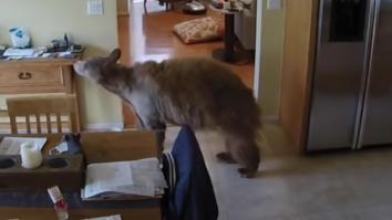 This Video Of Two Tiny Terriers Chasing A Bear Out Of A House Is The Ultimate Underdog Story