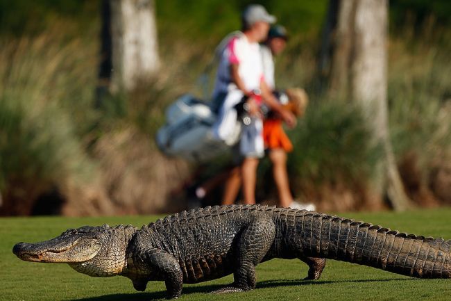 golfers ball lands on alligators back