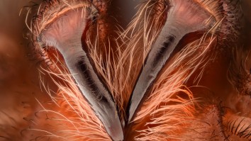 New Venomous Spider Found In Florida Is Related To Tarantulas And Looks Like A Shiny Black Nightmare