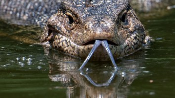 Footage Shows Massive Lizard Channeling Inner Godzilla And Destroying A 7-Eleven In Thailand