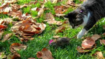 Chicago Regularly Releases Feral Cats Into The Streets To Fight City’s Rat Infestation