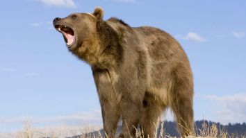 Alaska Man Survives Nasty Mauling By Giant Grizzly Bear After Having His Head In Its Mouth, Nearly Bleeding Out